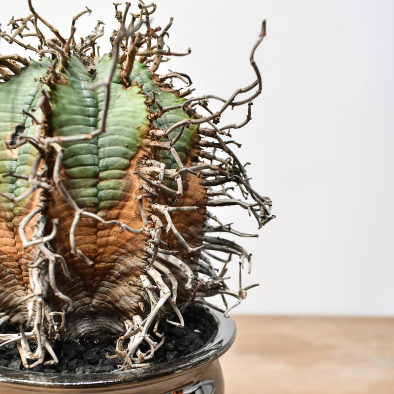 ユーフォルビア オールドスーパーバリダ 