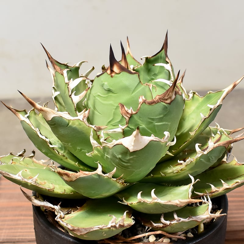 バナナピール アガベ 【中株20cm】現品 ポットごと発送 バナナピール