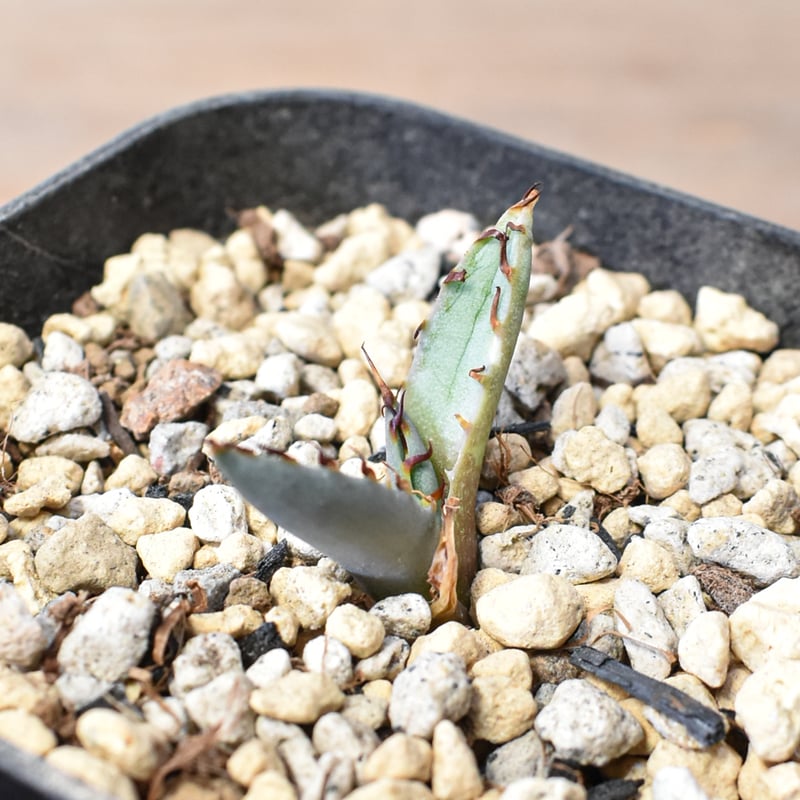 アガベ Dennis hybrid 厳龍(026) × 屈原 Eタイプ 【台湾DENNIS産/