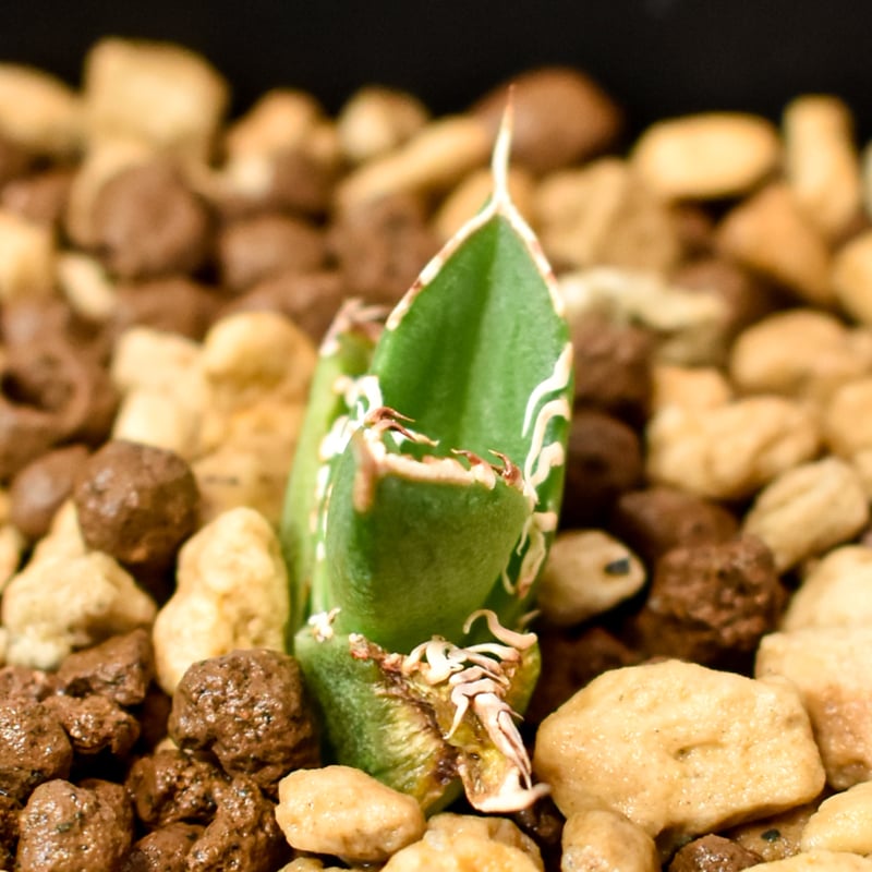 アガベ チタノタ ホオジロザメ 