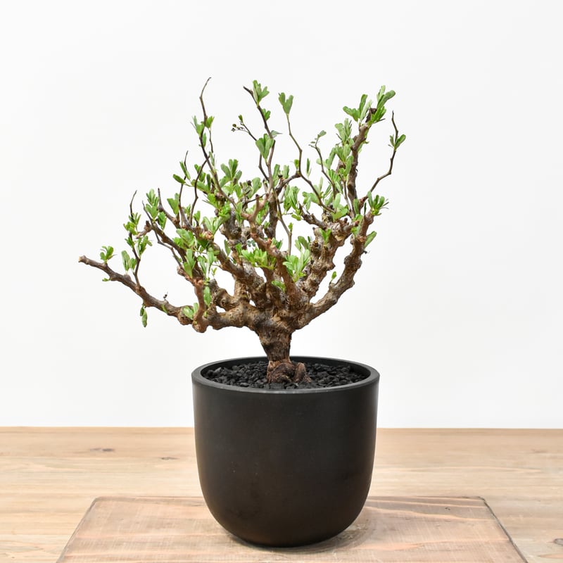 センナ メリディオナリス 発根済み 【公式通販】