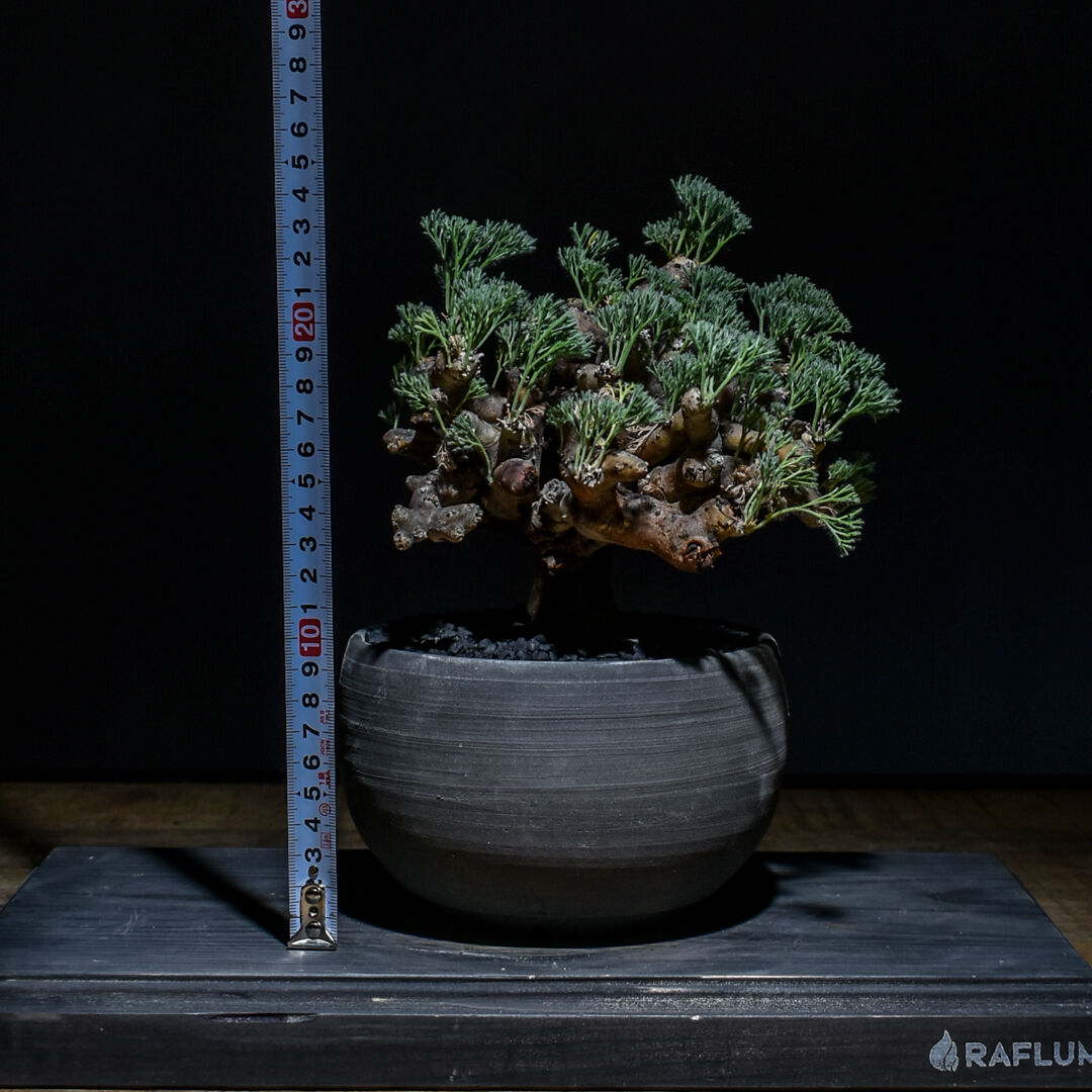 サルコカウロン　ムルチフィズム　盆栽風 ☆特価☆コーデックス：サルコカウロン ムルチフィズム チャレンジ株