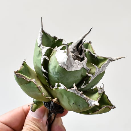 アガベ チタノタ 南アフリカダイヤモンド  "SAD" 【台湾 dragon agave産/中株/抜き苗】383 DGC2409004