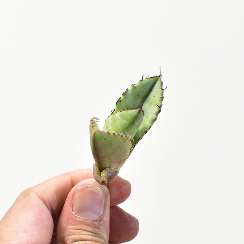 アガベ チタノタ 歐若拉 / 