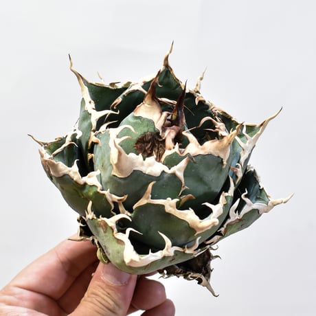 【5CLAW】アガベ チタノタ “精品白鯨” 【台湾 dragon agave産/発根済み/中株】D20 DG25010410(T)