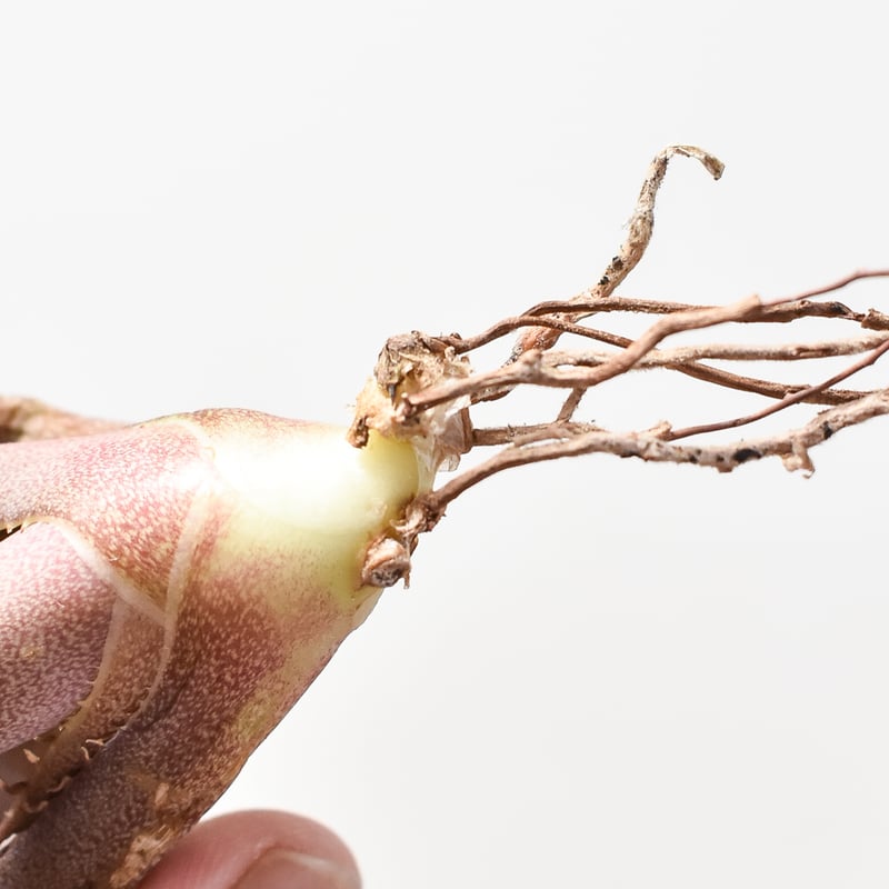 アガベ チタノタ DENNIS040 