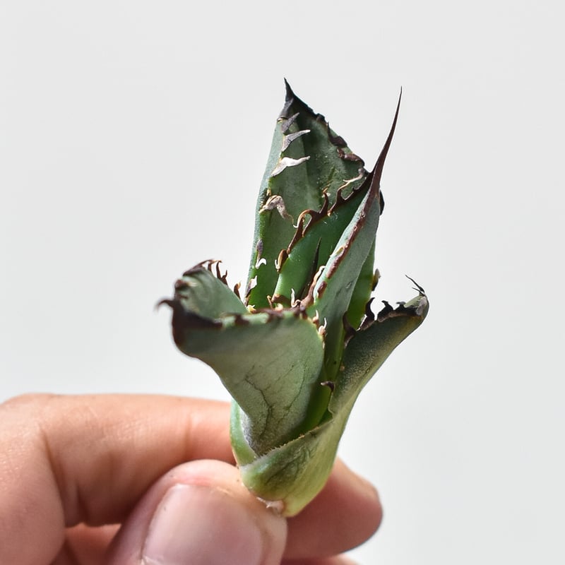 アガベ チタノタ スペード 