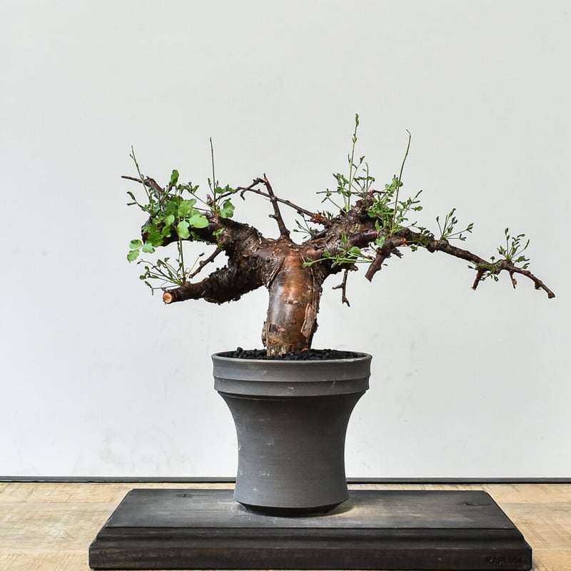 コミフォラ モンストローサ 発根済み RAFLUMコレクション】コミフォラ