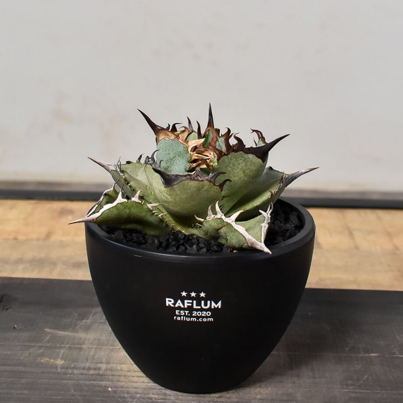 アガベ チタノタ フェニックス 