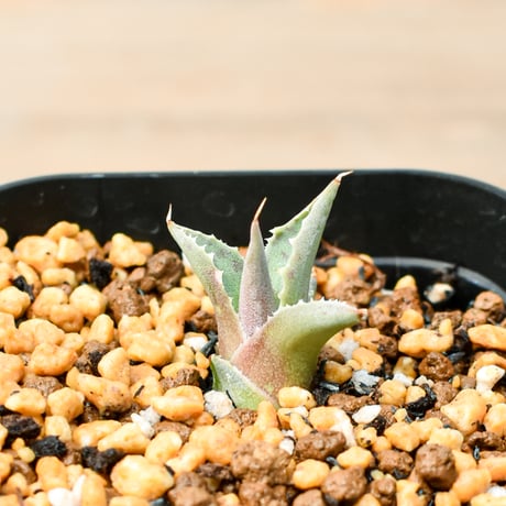 アガベ ハイブリット "邪霊" (特白肌怒雷神×血妖) 【台湾botanical_seeker産】RF25011411