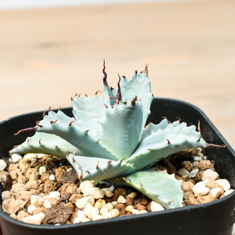 アガベ ハイブリット 雲虎甲蟹×象牙妖炎(モコイシス×陽炎エボリ