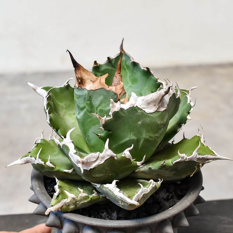 アガベ チタノタ ホワイトファイヤー 