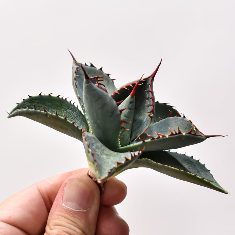 アガベ ハイブリット 曙光 ×（パラサナ、イシスメンシス）【台湾