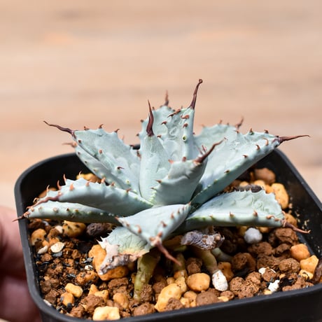 アガベ ハイブリット 日系イシスメンシス×象牙妖炎（陽炎エボリ）【台湾botanical_seeker産】RF25011395