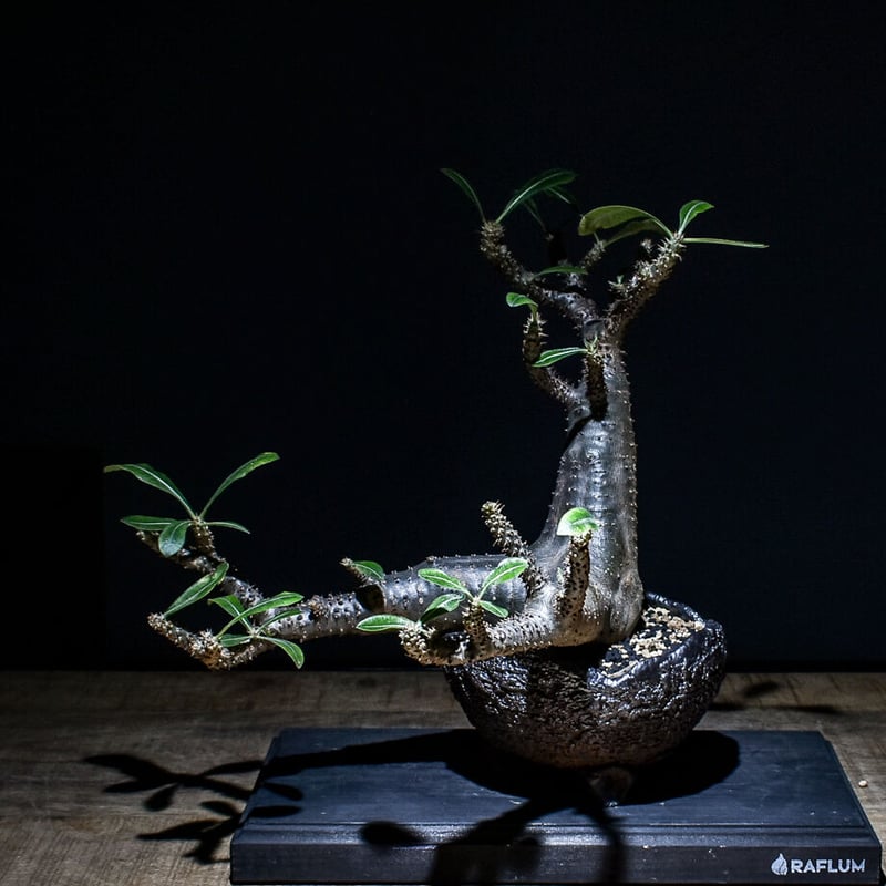 コレクション株】パキポディウム マカイエンセ 希少厳選株 【公式通販】