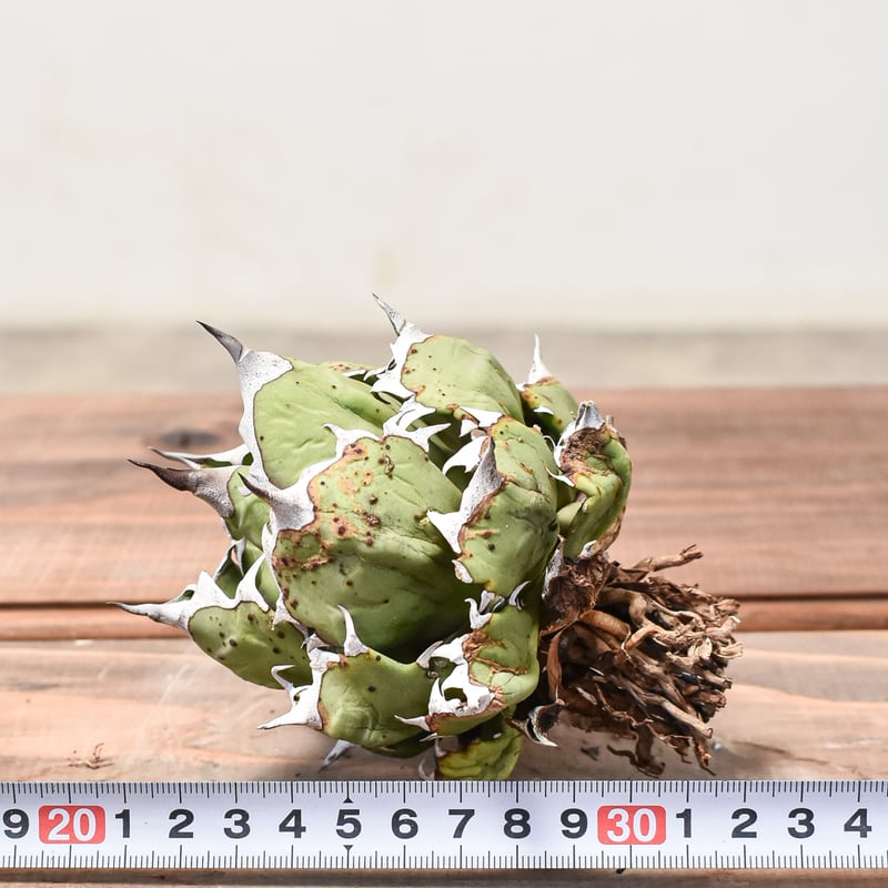 アガベ 精品 姫嚴龍 ボール 扁平 ドワーフ アガベ 精品 姫嚴龍 ボール 扁平 ドワーフ アガベ 精品 姫嚴龍 ボール