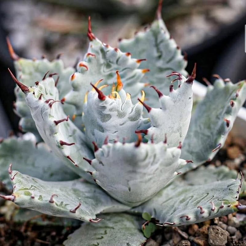 アガベ ハイブリット 雲虎甲蟹×象牙妖炎(モコイシス×陽炎エボリ