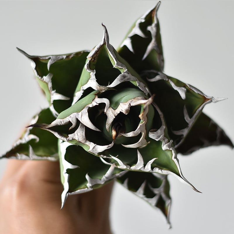 アガベ チタノタ 小島白刺 (抜き苗販売) RF22678 | RAFLUM / ラフラム