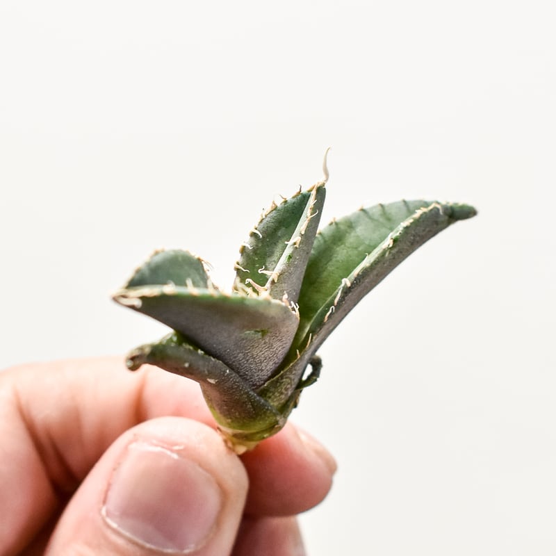 アガベ チタノタ 