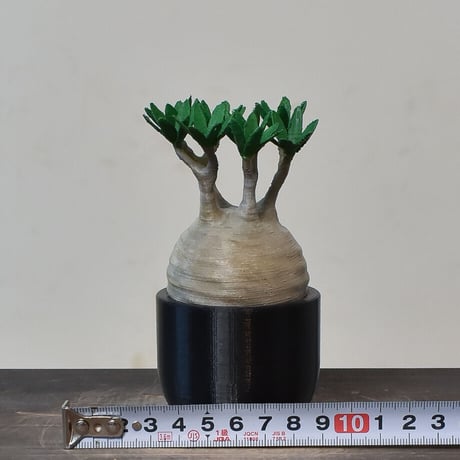 【植物フィギュア】RAFLUM × LOBINDON【Gracilius】Lサイズ RFLB23007