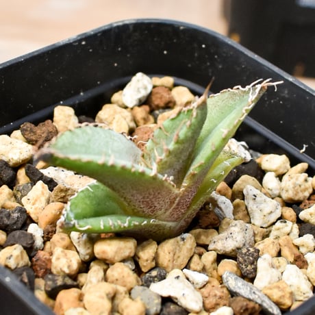 【RAFLUM育成株 5個セット】アガベ Mexico oteroi seeding / オテロイ実生 メキシコ産  【RAFLUM産/実生/子株】G
