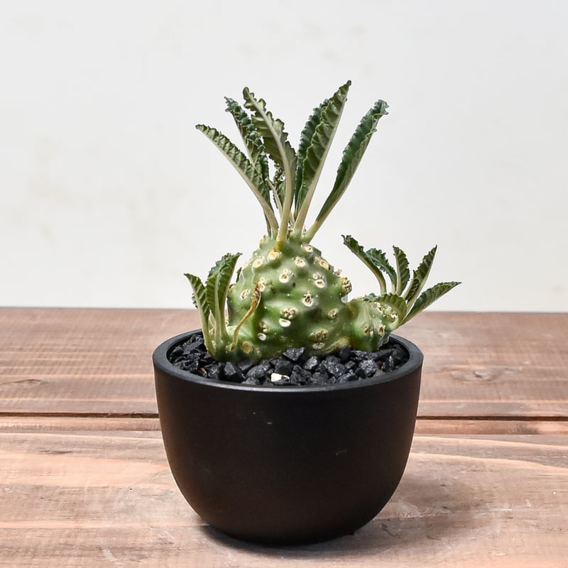 ドルステニア ラブラニー【発根済み】HK2400533 | RAFLUM