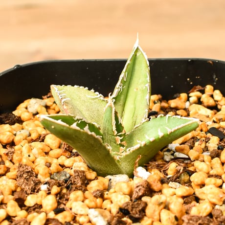 アガベチタノタ麻花龍 | STORES