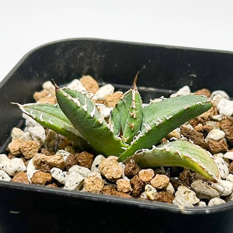 アガベ チタノタ 