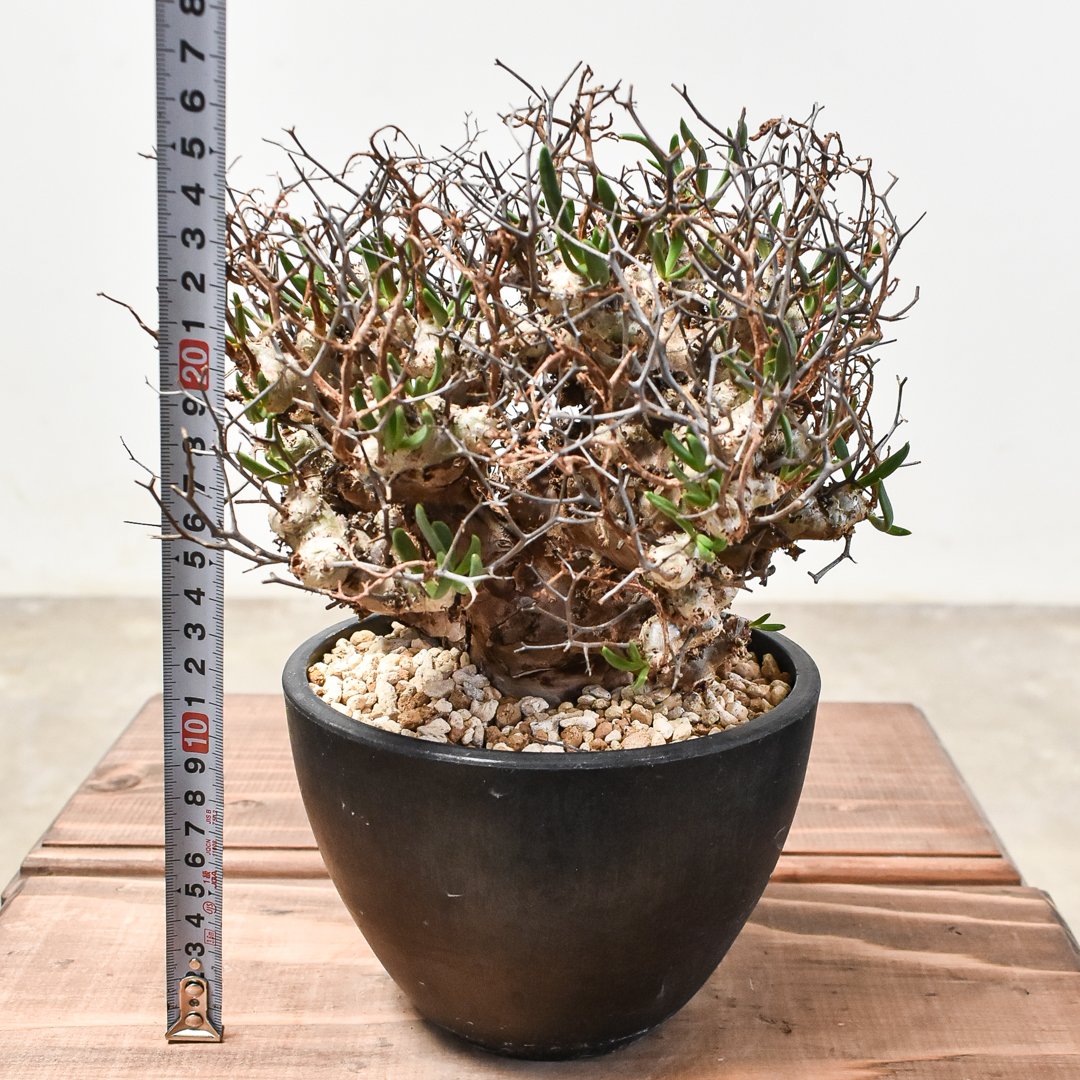 fit=scale-down,w=1200