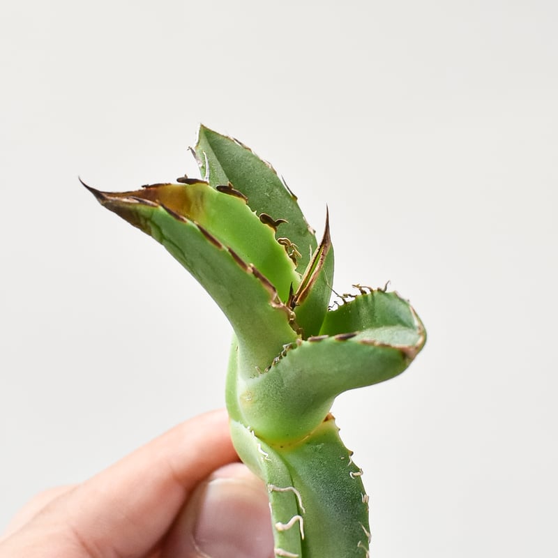 アガベ チタノタ 
