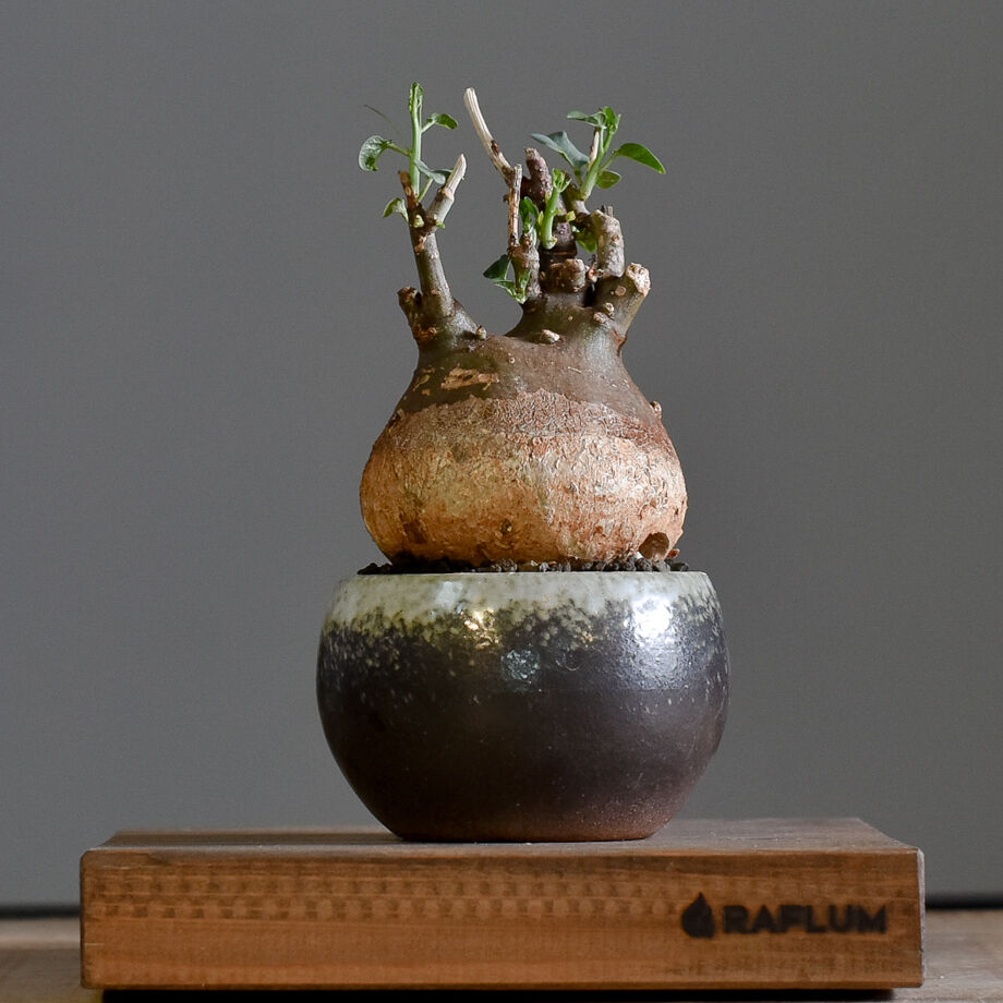 アデニアスピノーサ アデニアスピノーサ【人気急上昇！！希少なこんもり株を厳選しての販売