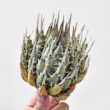 アガベ  ユタエンシス エボリスピナ 【カリフォルニア産/抜き苗販売】RF2402411