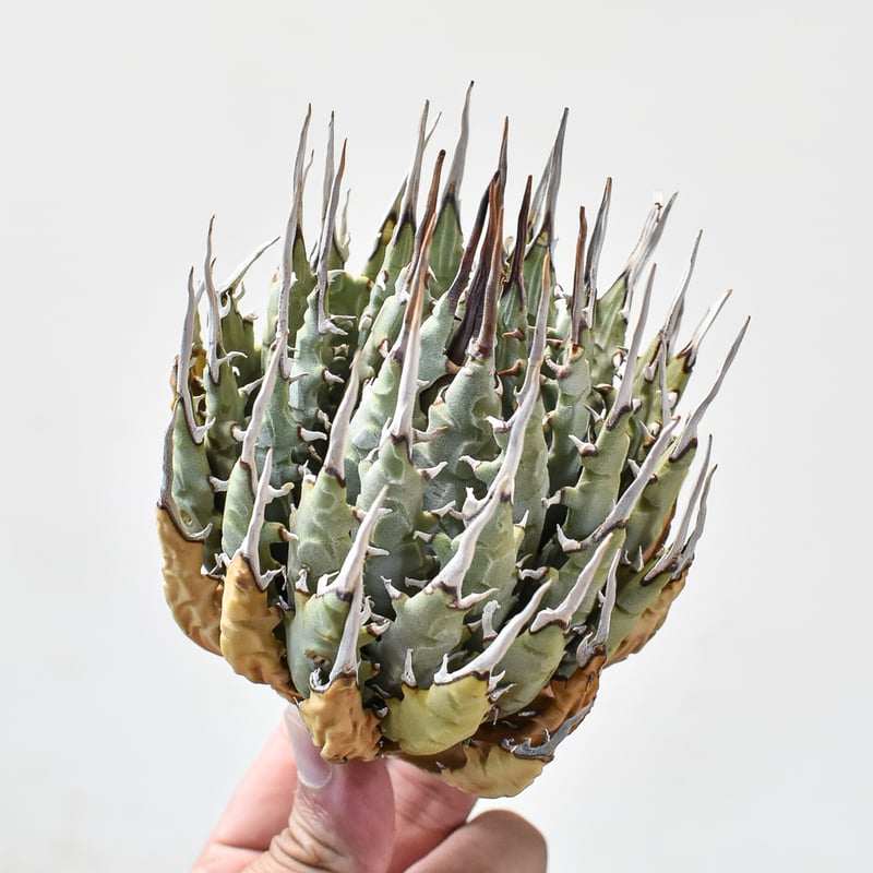 アガベ ユタエンシス エボリスピナ 【カリフォルニア産/抜き苗販売