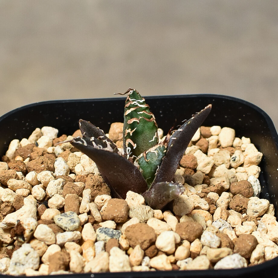 アガベ チタノタ 