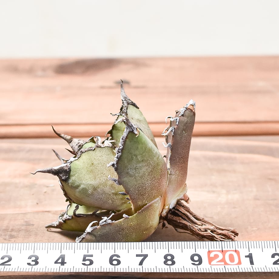667cad13f7b4a213a9306e42