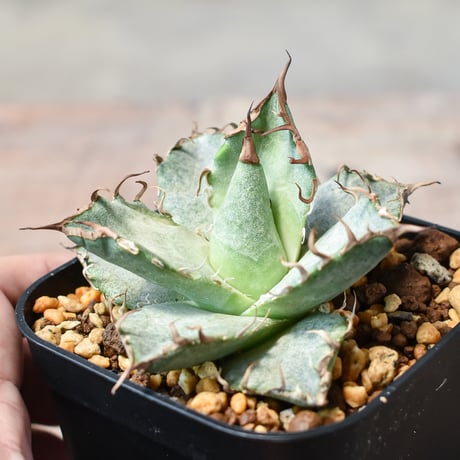 アガベ チタノタ 流星 子株④