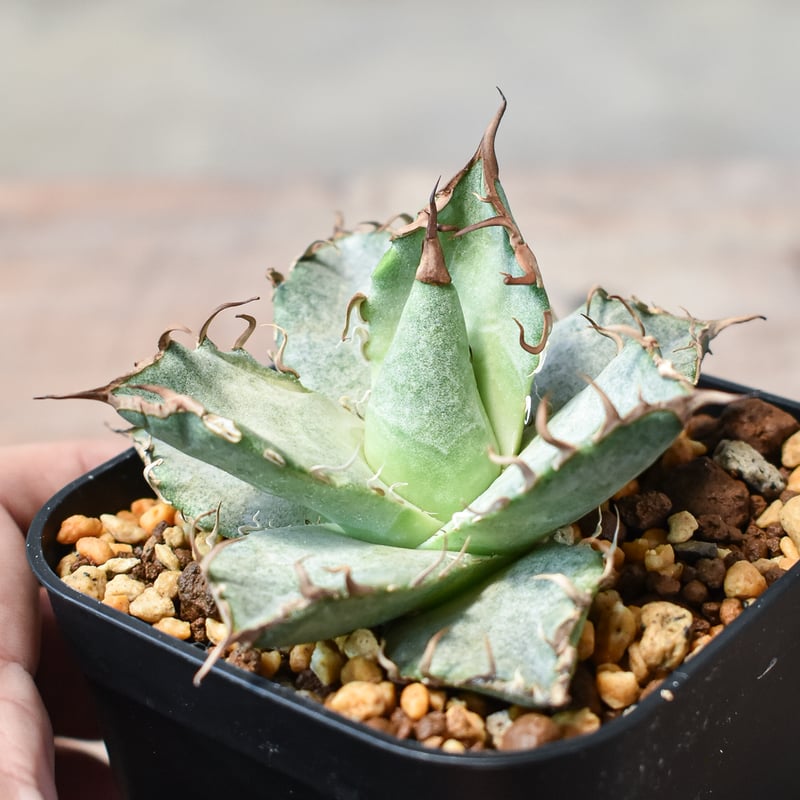 アガベ チタノタ 凱撒 シーザー 極上 3特選中株 アガベ チタノタ シーザー caesar 凱撒 狂強刺し 極上強棘