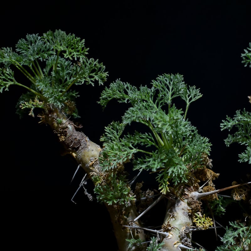 サルコカウロン ヘレー　竜骨城 楽天市場】コーデックス：サルコカウロン ヘレー 竜骨城*葉幅3cm