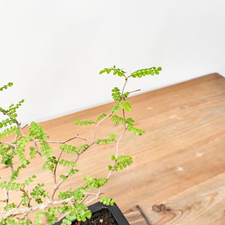 【“WACK” ON YOUR SIDE】オペルクリカリア パキプス WACK-A001