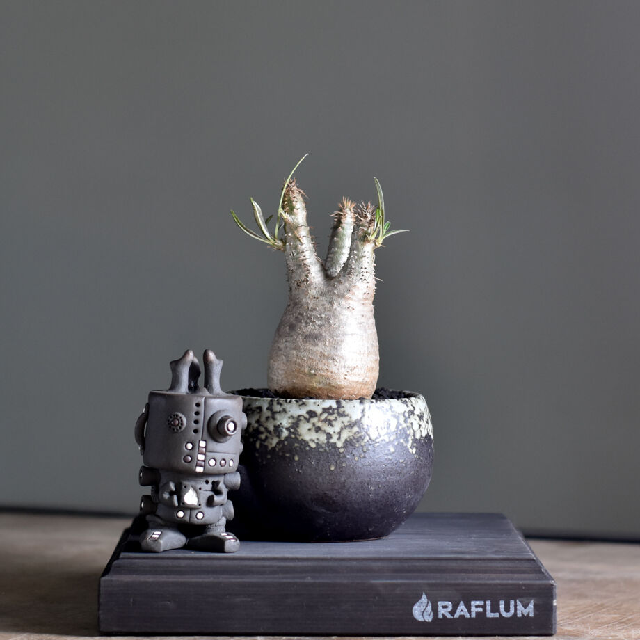 美形パキポディウム グラキリス 現地球 検索グラキリス パキプス