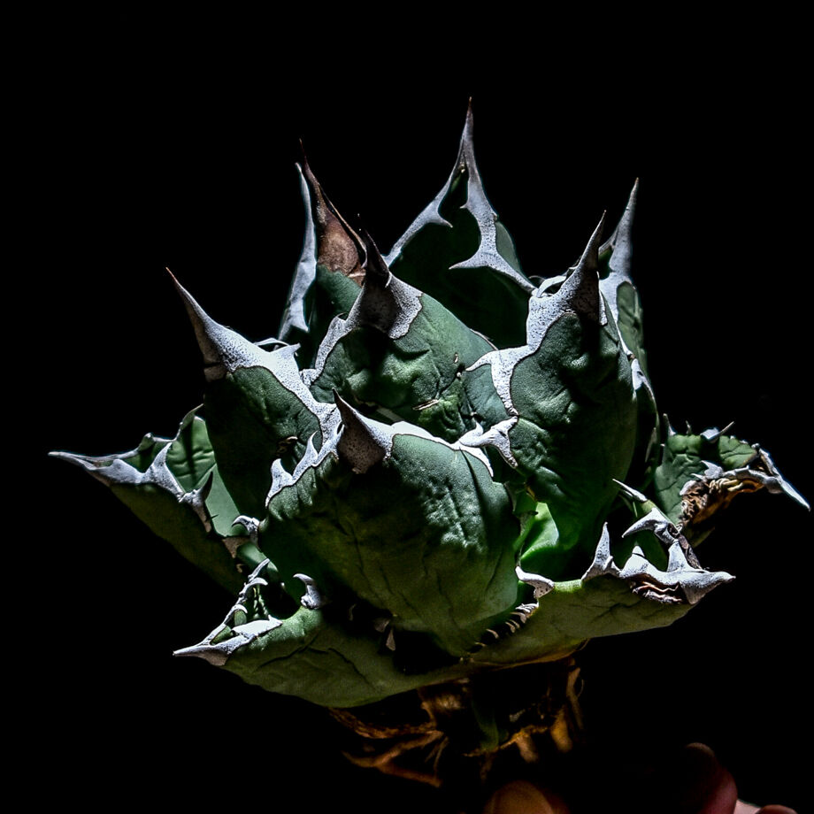 アガベ チタノタ ドワーフ “姫厳竜” （抜き苗販売）RF221146 | RAFLUM /