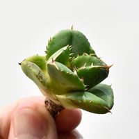 アガベ チタノタ 