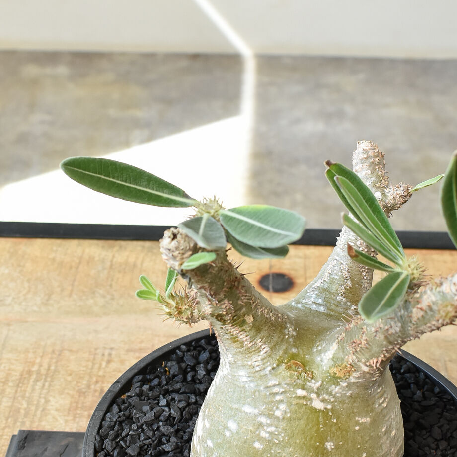 パキポディウム グラキリス (発根済み/中株) RF231205 | RAFLUM / ラフ