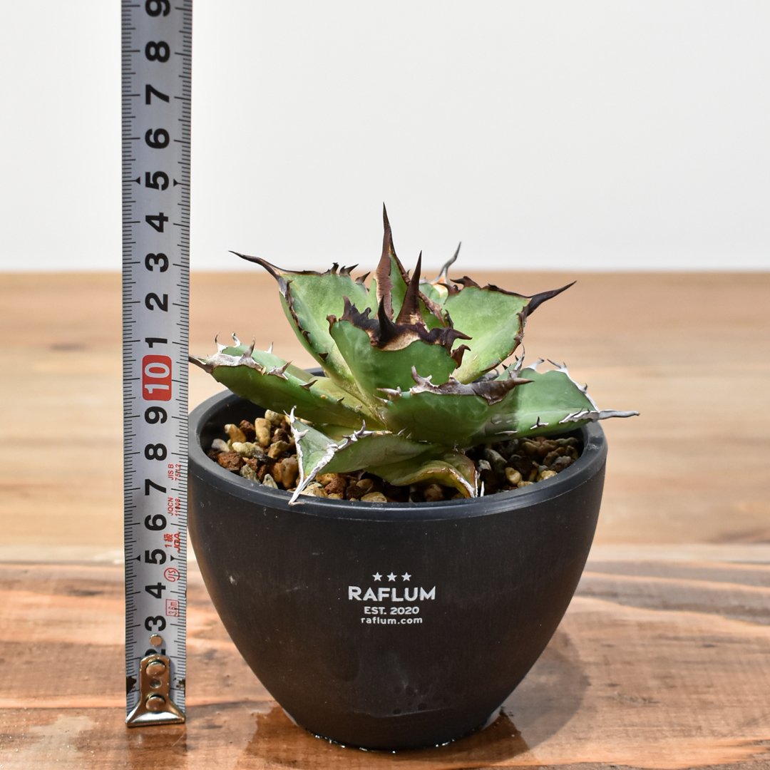 アガベ チタノタ DENNIS043【台湾DENNIS産/発根済み/中株】A DN25010