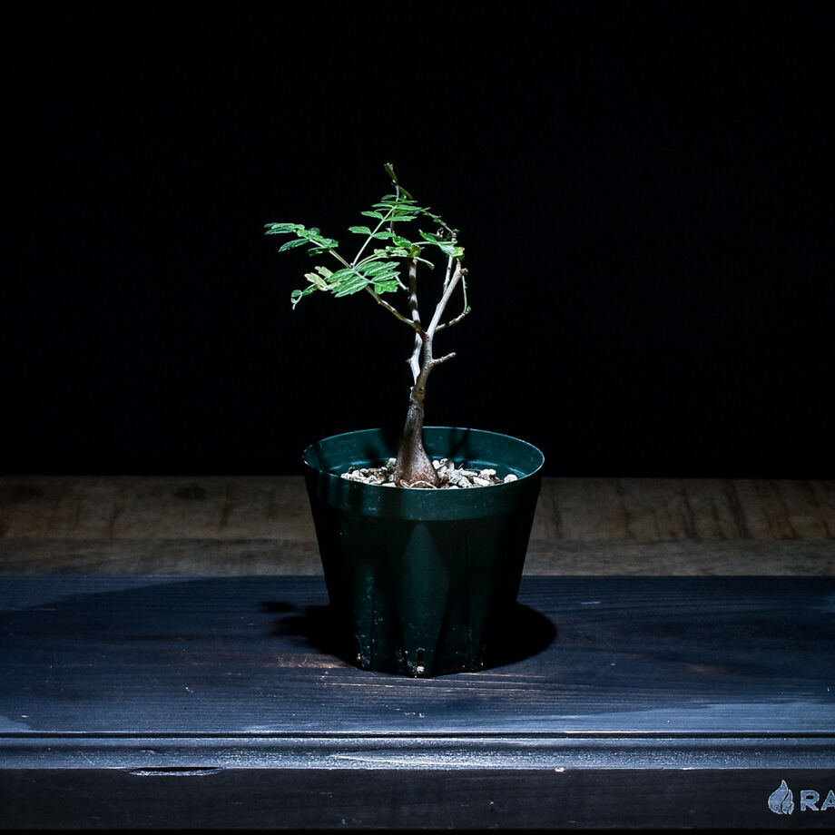 F パキコルムスディスカラー　象の木　実生株 わさわさしてきた、実生の象の木（パキコルムス・ディスカラー