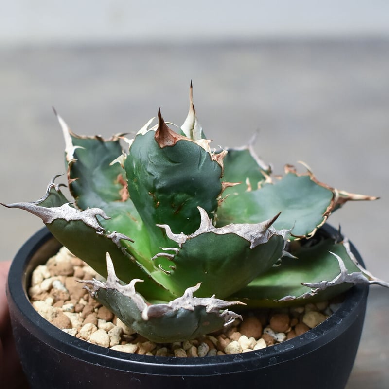 アガベ　チタノタ　バラクーダ Agave Titanota 