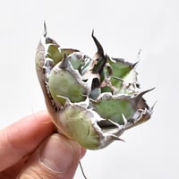 【RAFLUM特選株】アガベ チタノタ ブラックアンドブルー / BB 精品藍球 【台湾 dragon agave産/発根済み/子株】A02 DG25010440(T)