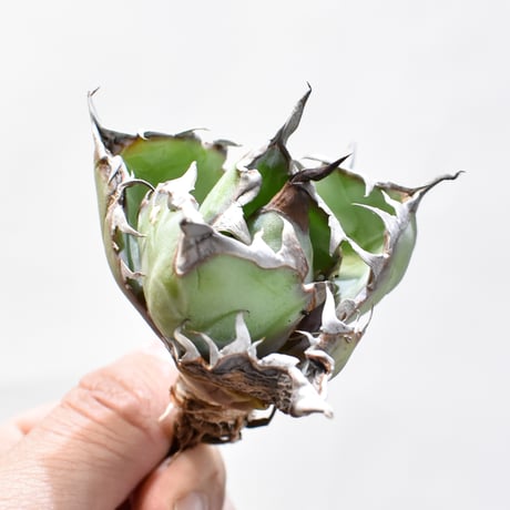 【RAFLUM特選株】アガベ チタノタ ブラックアンドブルー / BB 精品藍球 【台湾 dragon agave産/発根済み/子株】C02 DG25010442(T)