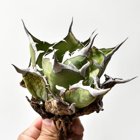 アガベ チタノタ "精品ハデス" / 精品黒帝斯、精品恐竜牙歯 【台湾 dragon agave産/中株/抜き苗】RF25011696
