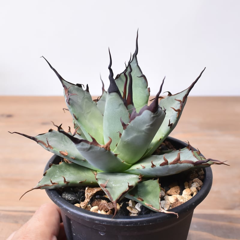 アガベ ハイブリット 象牙妖炎×黑帝斯 / エボリスピナ×ハデス 